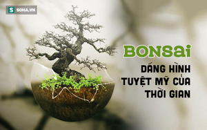 Tuyệt tác bonsai Nhật giá "cắt cổ" 3,8 tỷ đồng trông như thế nào?