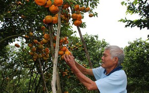 Nông dân thủ phủ quýt hồng lo mất Tết