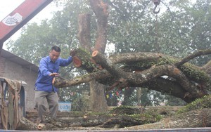 Đang chặt cây sưa trăm tỷ từng gây "lùm xùm" suốt 8 năm ở Hà Nội