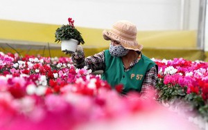 Những loại hoa Tết độc lạ ở xứ ngàn hoa