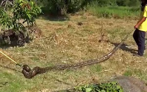 Video: 'Hoảng hồn' khi đụng phải trăn khủng 5 mét trong bụi rậm