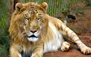 Những “hoàng tử lai” đẹp đến ngỡ ngàng trong thế giới động vật