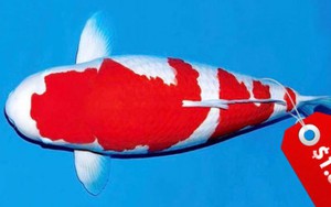 Cá chép Koi Nhật Bản đắt nhất thế giới với giá 1,8 triệu USD