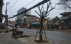 Lạ lùng tuyến phố có hàng cây trồng dưới lòng đường ở Quảng Ninh: Lý giải của Giám đốc