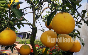 Bưởi Diễn vừa xuất hiện ở miền Tây, nhiều người liền bỏ bạc triệu “săn” đón