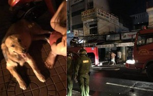 Nửa đêm nghe chó sủa vang, tông cửa ầm ầm, chủ nhà chạy ra thì thấy thảm cảnh sắp đến