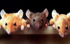 3 con chuột liên thủ đi ăn trộm, tưởng được mẻ lớn ai ngờ chết cả 3: Lý do rất đáng ngẫm