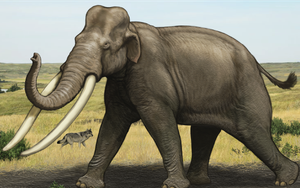 Siêu voi khổng lồ - Sinh vật nặng 15 tấn bị lãng quên hàng nghìn năm trên Trái Đất