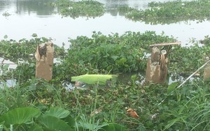 Thi thể nam thanh niên đang phân hủy nằm lẫn trong đám lục bình, trôi trên sông Sài Gòn