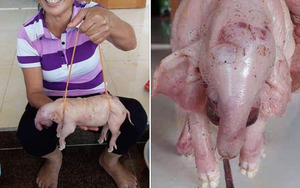 Dân hiếu kì tới xem lợn mẹ đẻ 3 con giống voi ở Nghệ An