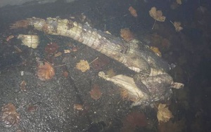 Bí ẩn xác cá sấu bị xẻ đôi trên phố đi bộ khiến dân mạng 'dựng tóc gáy'