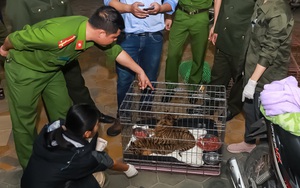 Kiểm tra 2 thanh niên chạy xe máy không biển số, công an phát hiện 2 con hổ quý hiếm