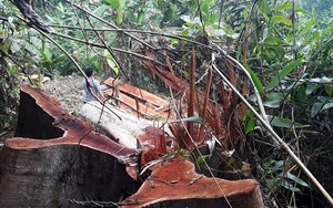 Hàng loạt cây cổ thụ ở Trà Nú bị lâm tặc chặt hạ: Khởi tố vụ án hình sự