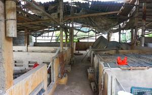 Tan hoang 'thủ phủ' nuôi lợn miền Bắc sau dịch tả châu Phi