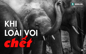 3000 USD đổi lấy 1kg 'báu vật sống' của loài voi: Sự tàn khốc từ lòng tham con người là đây!
