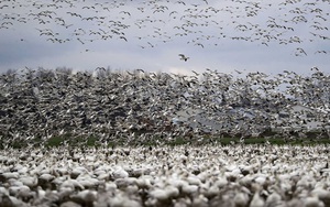 24h qua ảnh: Hàng nghìn con ngỗng tuyết bay tới thung lũng ở Mỹ