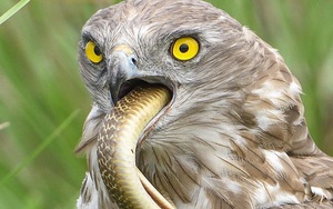 24h qua ảnh: Chim diều ngón ngắn nuốt chửng rắn hổ mang