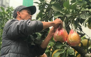Ngắm vườn bưởi cảnh chơi Tết bạc tỷ ở Hà Nội, 40 triệu đồng/cây 120 quả