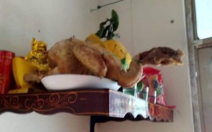 Sang nhà bạn chơi, thanh niên giật mình vì con gà cúng dị dạng trên bàn thờ