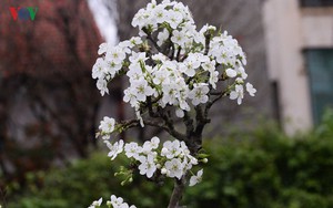 Ngỡ ngàng sắc hoa lê trắng tinh khôi trên đường phố Hà Nội