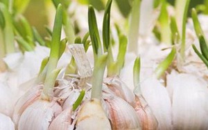 Sau Tết đừng tiếc rẻ những thực phẩm này vì rất độc hại, tuyệt đối đừng ăn