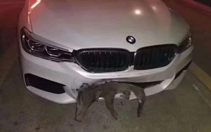 Xe BMW tiền tỷ bị vỡ đầu sau khi đâm phải chú lợn sữa chạy qua đường