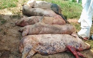 Hà Nội ra công điện khẩn phòng chống dịch tả lợn Châu Phi