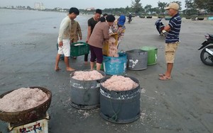 Ngư dân Đà Nẵng trúng đậm ruốc, hưởng lộc biển ngày cuối năm