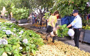Dọn dẹp đường hoa Nguyễn Huệ, nhiều người vượt rào, tranh giành hoa