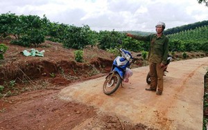 Dân phải bán cà phê non để đóng tiền làm đường, đơn vị thi công "nắn" vào rẫy nhà giám đốc