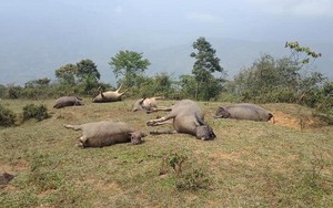 Đàn trâu 6 con bị sét đánh chết nằm chổng vó lên trời ở Lào Cai