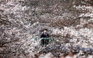 24h qua ảnh: Du khách chiêm ngưỡng hoa anh đào nở rộ ở thủ đô Nhật Bản