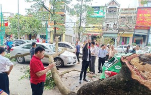Cành cây gẫy đè trúng 2 ô tô trên đường, khoảnh khắc tài xế thoát nạn khiến bao người thở phào
