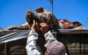 Các nước trên thế giới chống dịch tả lợn Châu Phi như thế nào?