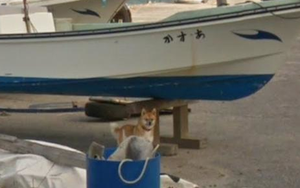 Chú chó Nhật 'hủy hoại' mọi khung hình của Google Street View vì đuổi theo camera