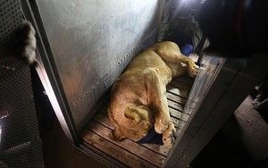Ám ảnh "vườn thú địa ngục", nơi động vật khổ sở chết mòn ở Gaza