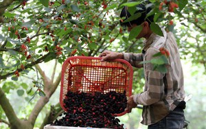 Mê đắm cảnh dâu tằm chín đỏ ruộng, người nông dân thu tiền triệu mỗi ngày