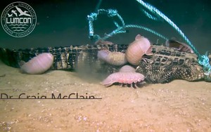 Video: Cận cảnh sinh vật biển kỳ dị xé xác "sát thủ đầm lầy" với tốc độ khó tin