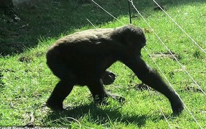 Khỉ đột thông minh cả gan vượt rào điện để... chào khách tham quan