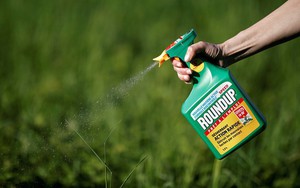 Sẽ cấm thuốc diệt cỏ có hoạt chất glyphosate gây ung thư