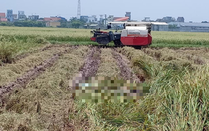 Xác định danh tính thi thể thanh niên đang phân hủy ở đồng lúa