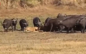Video: Cả đàn trâu rừng đánh đuổi 3 con sư tử đói, giải cứu đồng loại
