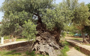 Bí mật của cây ô liu cổ thụ nhất hành tinh, ít nhất 3000 năm tuổi trên đảo Crete