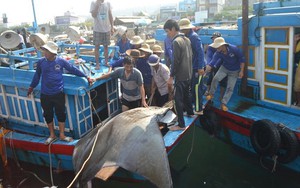 Ngư dân Lý Sơn bắt được cá nạng nặng hơn 1 tấn, bán 24 triệu đồng