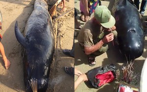 Phát hiện xác cá voi khoảng 1 tấn, cả làng đến thắp hương, chôn cất