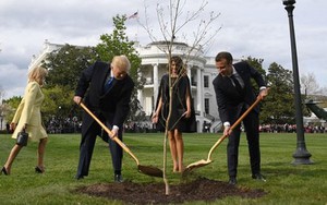 Cây sồi hữu nghị của TT Trump – Macron bất ngờ "chết yểu"