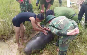 Đi đánh cá, lưới của ngư dân mắc vào quả bom khủng dưới sông