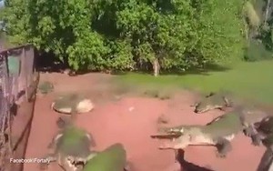 Video: Cá sấu tung đòn hiểm, cắn đứt lìa chân đồng loại