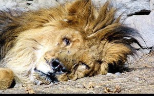 Sư tử mất mạng vì 1 vết thương trên bụng: "Căn bệnh" này con người cũng hay mắc phải