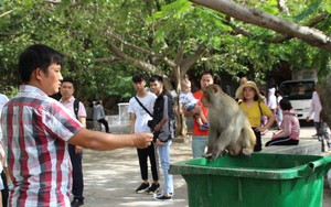 Ảnh: Hàng trăm con khỉ kéo về chùa Linh Ứng ‘xin ăn’ gây phiền toái